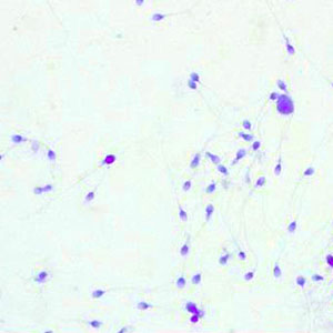 Yalangoch qizlarning eng issiq fotosuratlari